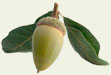 acorn photo
