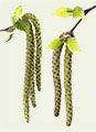 Birch catkins photo
