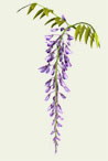 Glycine image